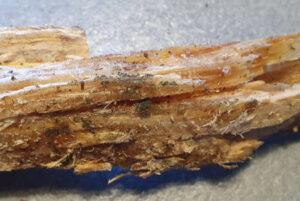 Fat wood er mættet af harpiks
