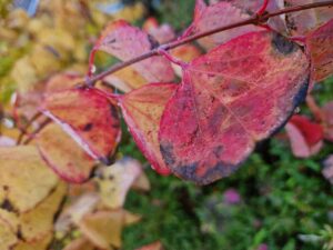 Blade skifter farve til gule og røde efterårsfarver