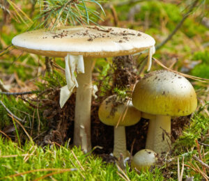 Grøn Fluesvamp er Danmarks giftigste svamp