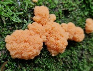 Kanel-støvrør er et svampedyr der lever i skoven