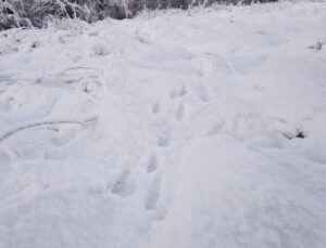 Harespor i sneen