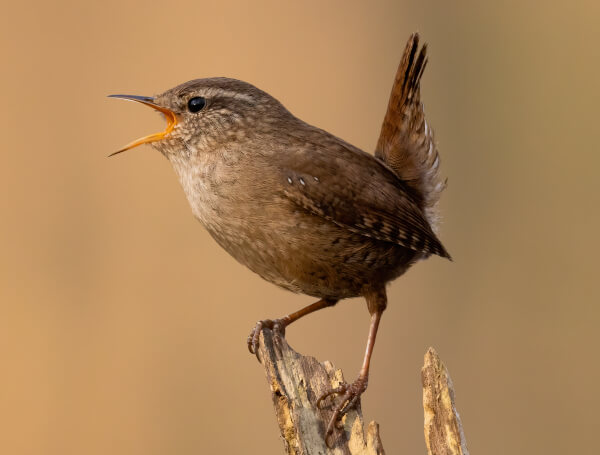 Gærdesmutte synger med høj stemme