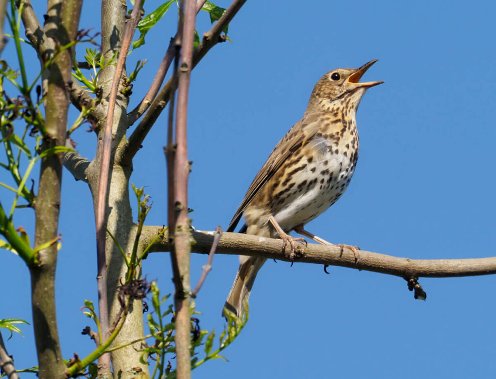 Sangdrossel synger med sin smukke fuglestemme