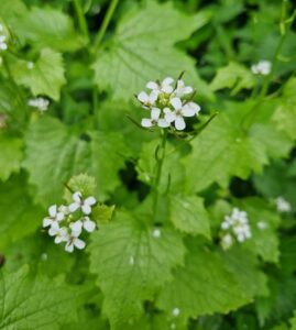 Løgkarsen har små fine hvide blomster