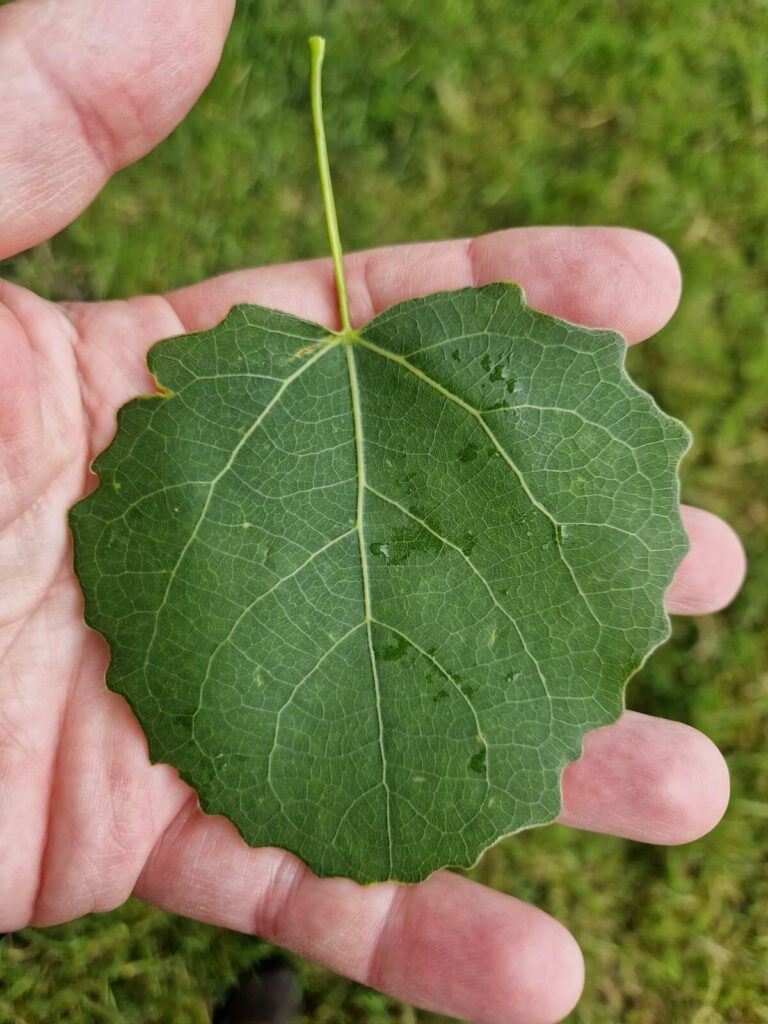 Bævreaspens blad har flad stilk og afrundede takker