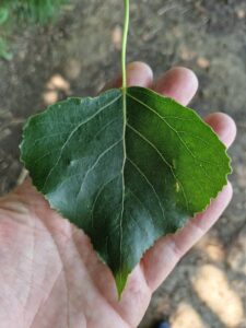 Hybrid-bævreasp med spids blad