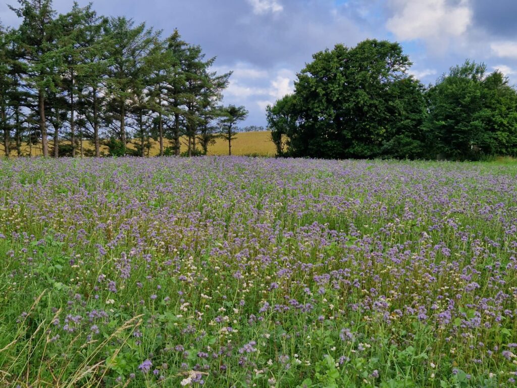 Blomsterbrakmark med lilla honningurt