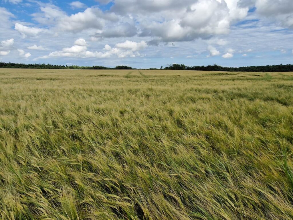 Bygmarken har et blødt udseende