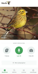 Merlin Bird ID app til genkendelse af fugle