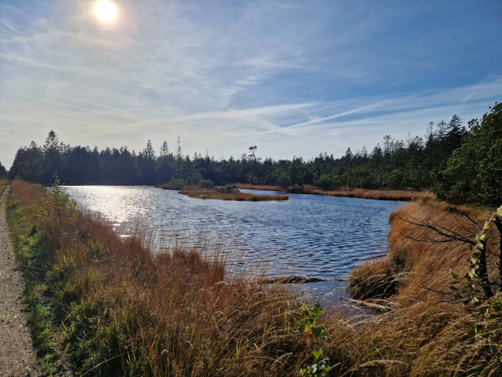 Trotylsøen i Gludsted Plantage