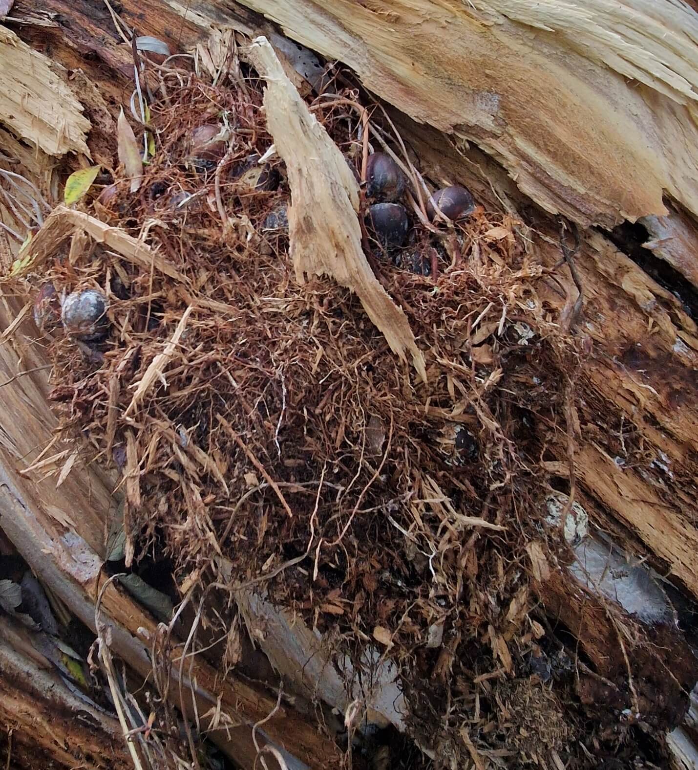 Egernrede eller forråd med agern