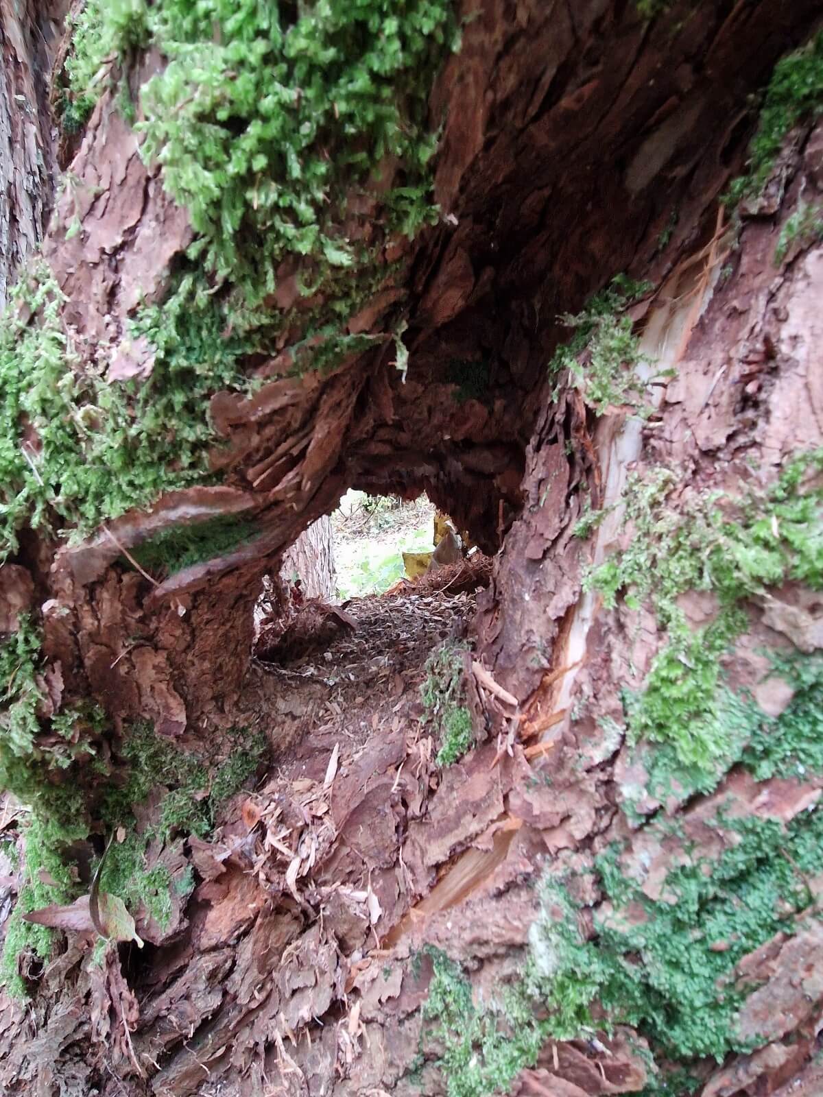 Indgangshul til Egernrede eller forråd