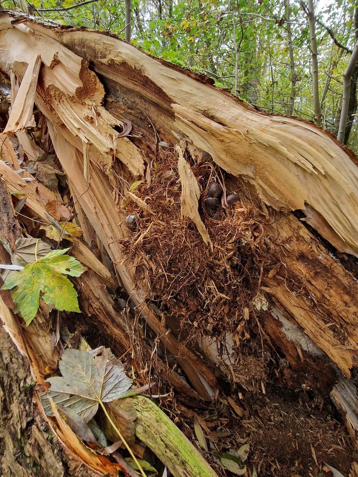 Blotlagt egernrede i splintret gren i skoven
