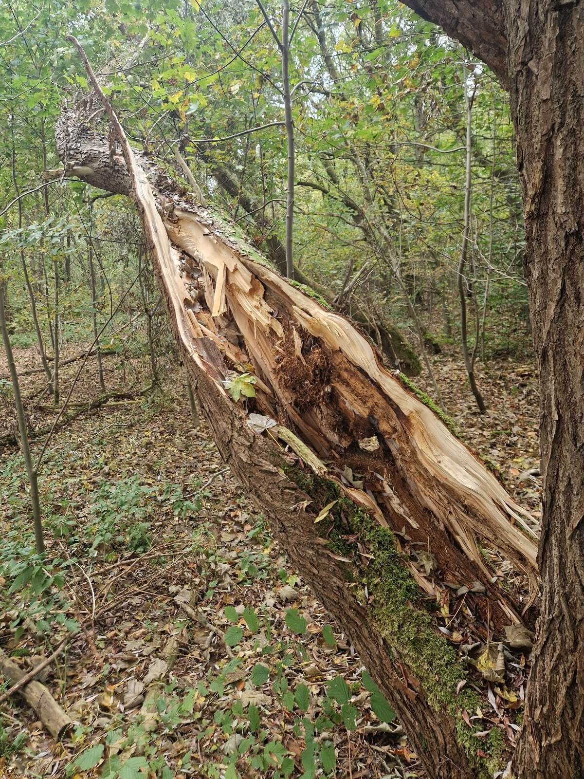 Splintret gren på træ indeholder en egernrede