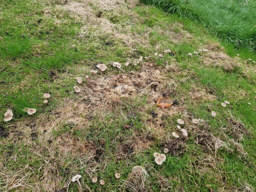 Dobbekt heksering af svampe i græsplæne