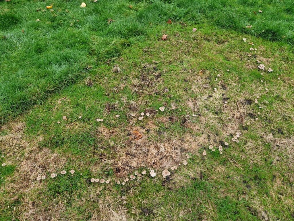 Dobbelt heksering af svampe i græsplæne