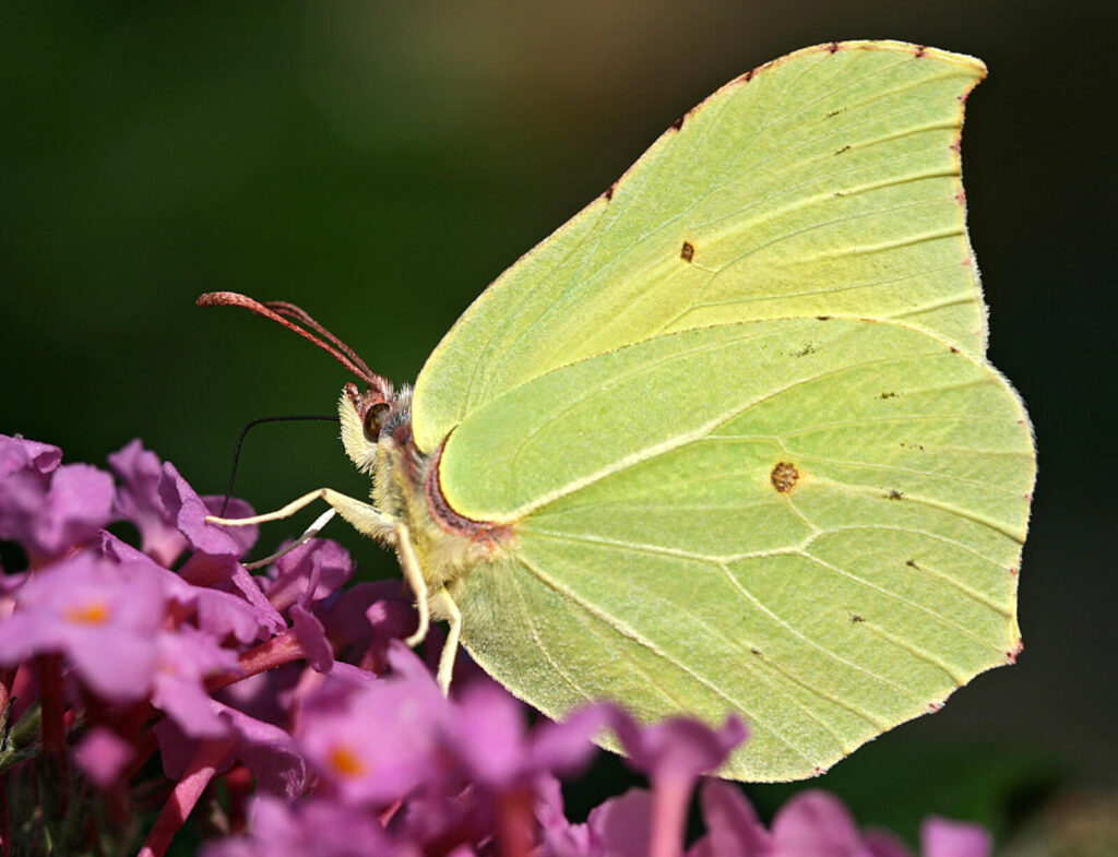 Gul citronsommerfugl med spidse, bladformede vinger