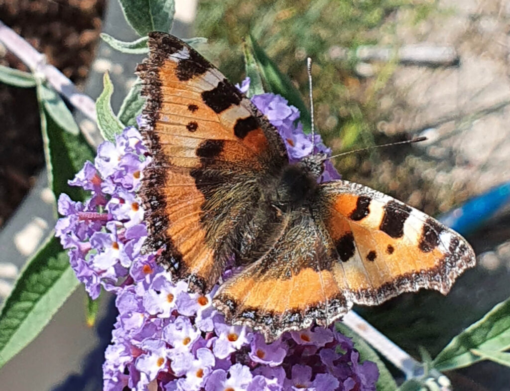 Nældens takvinge sommerfugl med orange vinger, sorte tegninger og blå pletter langs vingekanten