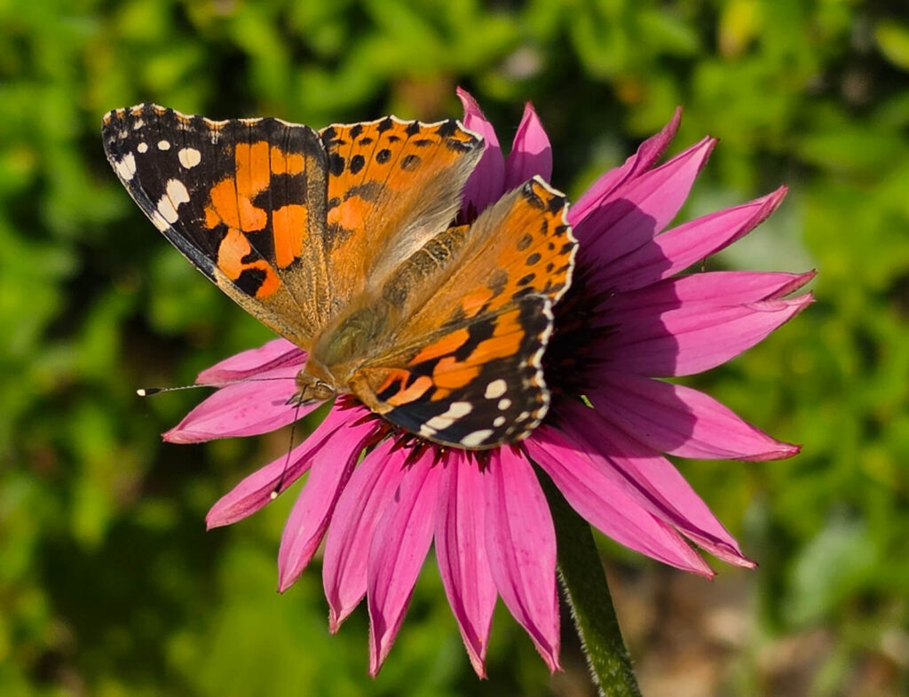 Tidselsommerfugl med orangebrune vinger, sorte tegninger og hvide pletter
